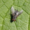 Flesh-fly (Sarcophaga carnaria) Alan Prowse
